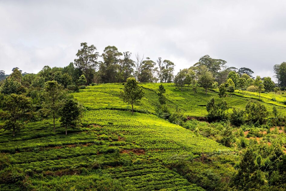 OotyUnseenPlaces3 Buziness Bytes Ooty Unseen Places