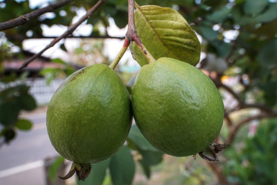 Winter Fruits For Weight Loss