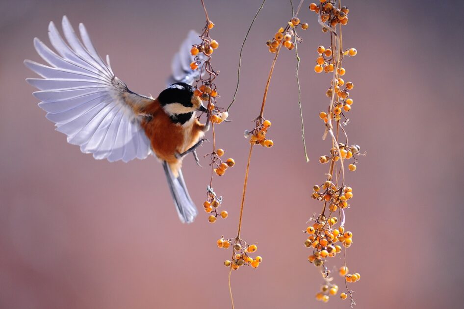 BirdWatchingSitesInIndia1 Buziness Bytes Bird Watching Sites In India
