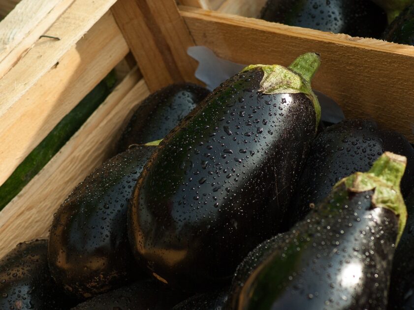 DangerousSideEffectsOfBrinjal1 Buziness Bytes Dangerous Side Effects Of Brinjal