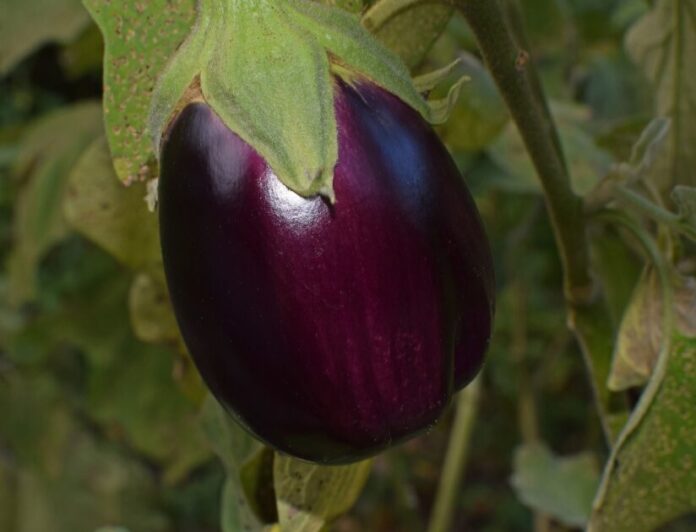 Dangerous Side Effects Of Brinjal