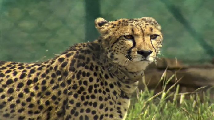 Another cheetah dies in Kuno National Park