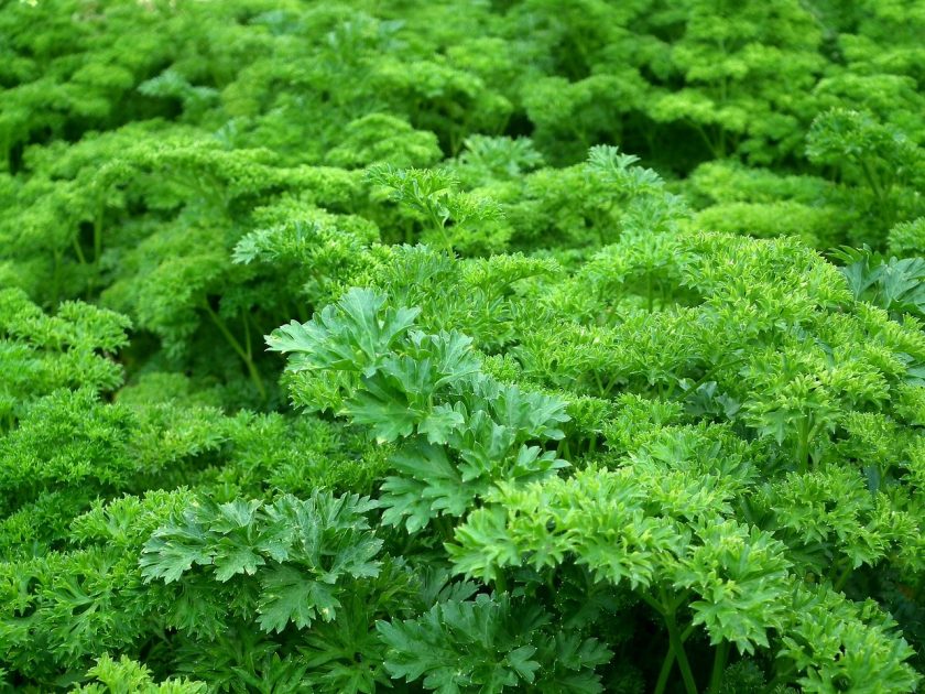 Natural Herbs To Reduce Menstrual Pain