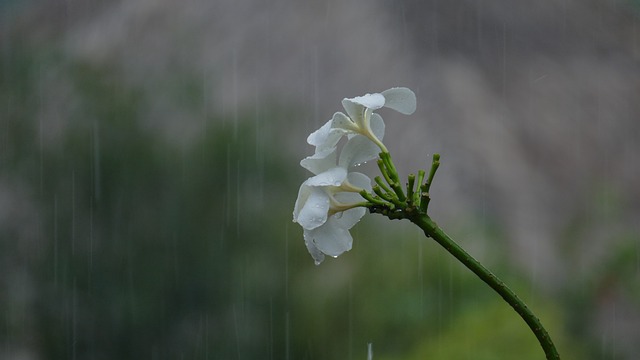Trip This Monsoon?