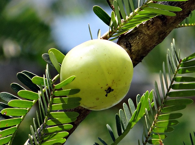Immunity-Boosting Drinks