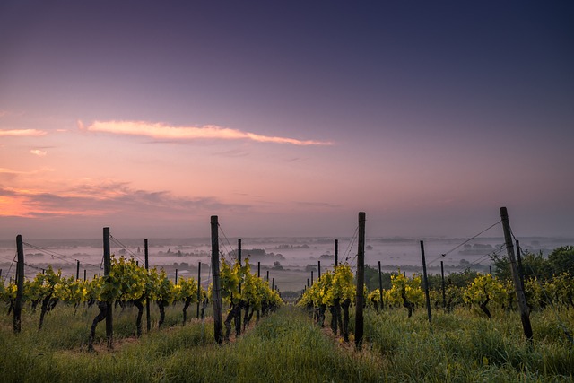 Vineyards To Explore In India