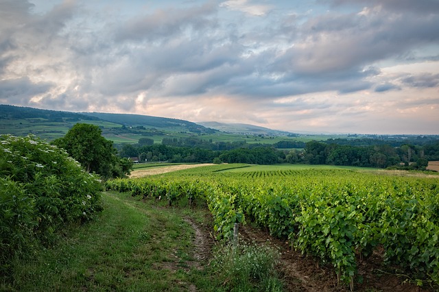 Vineyards To Explore In India
