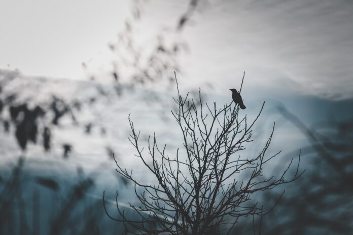 crow on a tree