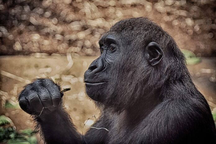 gorilla looking