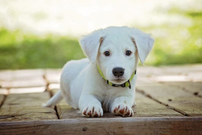 puppy lying