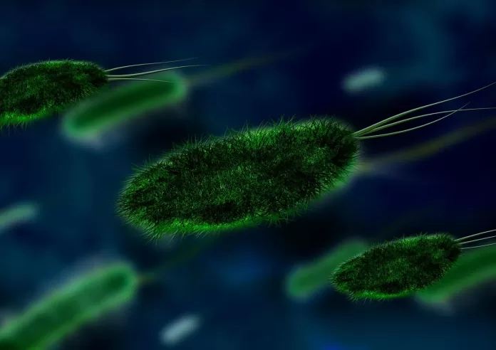 Nipah Virus Kerala