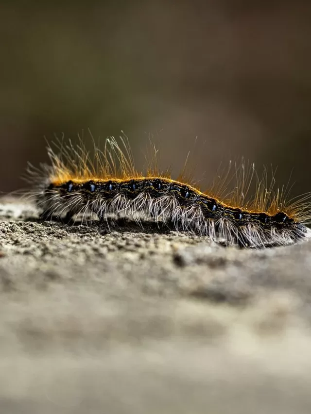 Hacks To Keep Insects And Reptiles At Bay