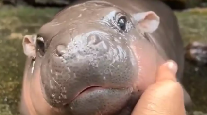 baby pygmy hippos