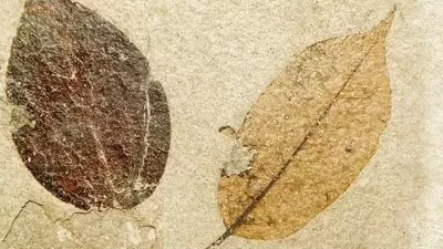24-Million-Year-Old Leaf