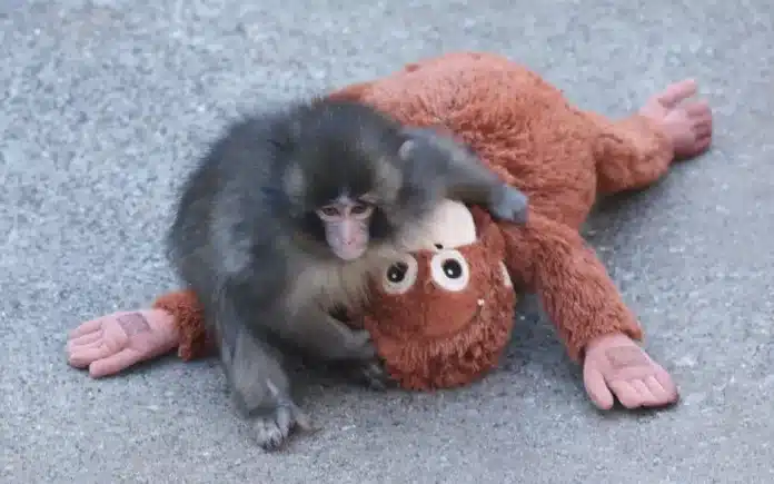 Baby Monkey ‘Punch-kan’