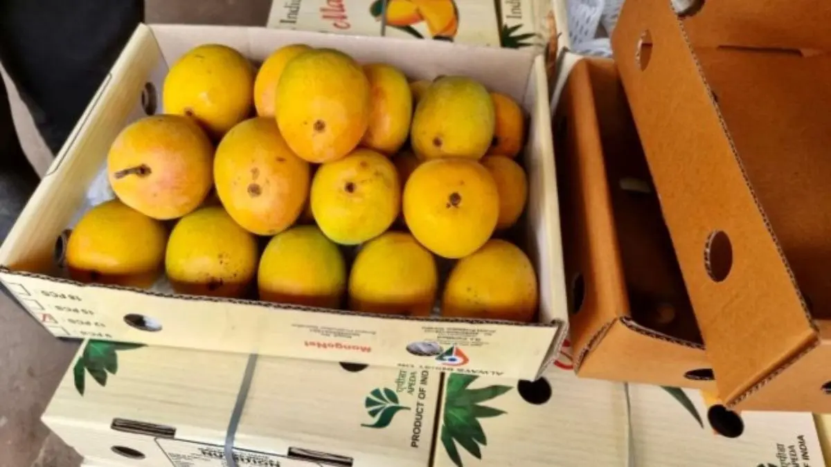 Indian Mangoes